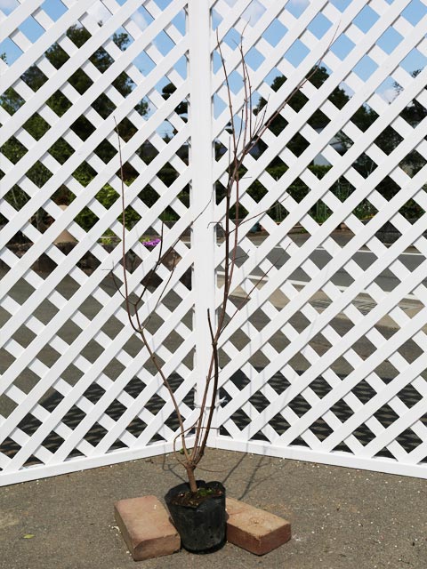 セイヨウニンジンボク 1m 露地 2本 苗(16456円)