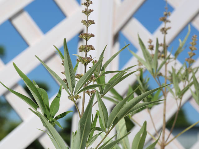 現品発送 セイヨウニンジンボク 1m 露地 2本 苗 【EI2514776935】 (16456円)