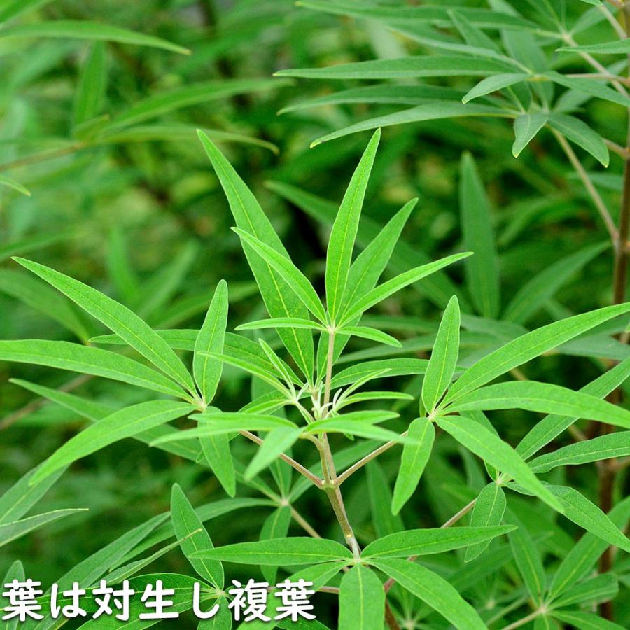 現品発送 セイヨウニンジンボク 1m 露地 2本 苗 【EI2514776935】 (16456円)