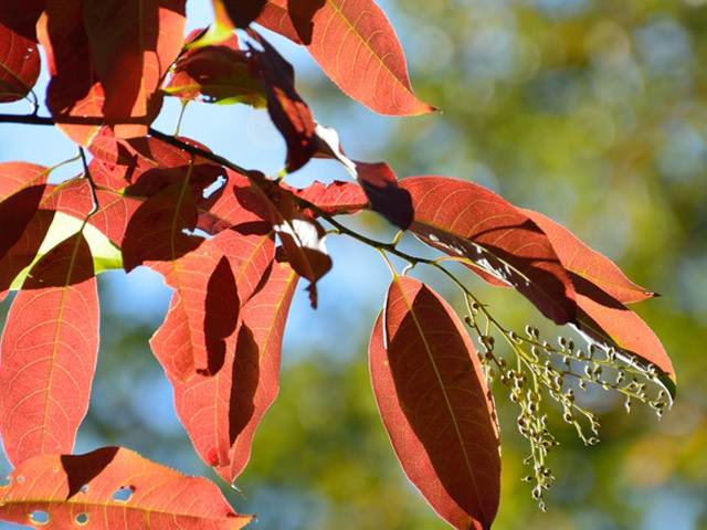 ★レア物 新品未開封 スズランノキ 2m 露地 2本 苗木 【5398556709】 (19734円)