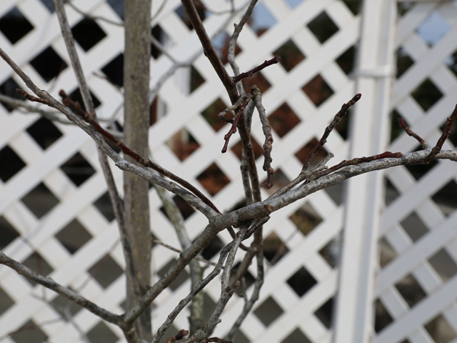 ★レア物 新品未開封 スズランノキ 2m 露地 2本 苗木 【5398556709】 (19734円)