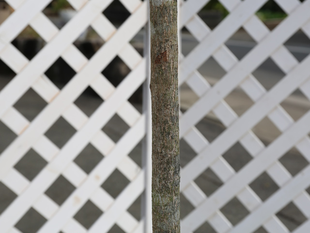 ★レア物 新品未開封 スズランノキ 2m 露地 2本 苗木 【5398556709】(19734円)