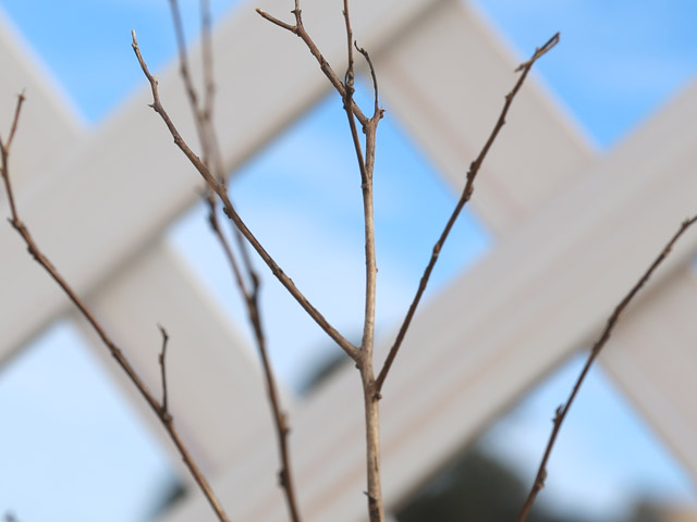 サルスベリ矮性 0.3m 15cmポット 5本 苗 サルスベリ矮性 商品情報