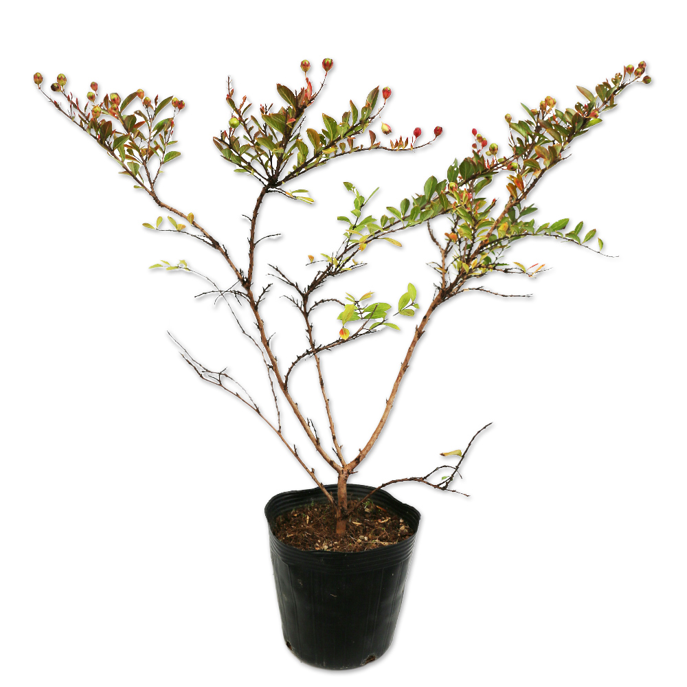 ⭐️完成品⭐️ サルスベリ矮性 0.3m 15cmポット 5本 苗 【D1529708947】(10010円)