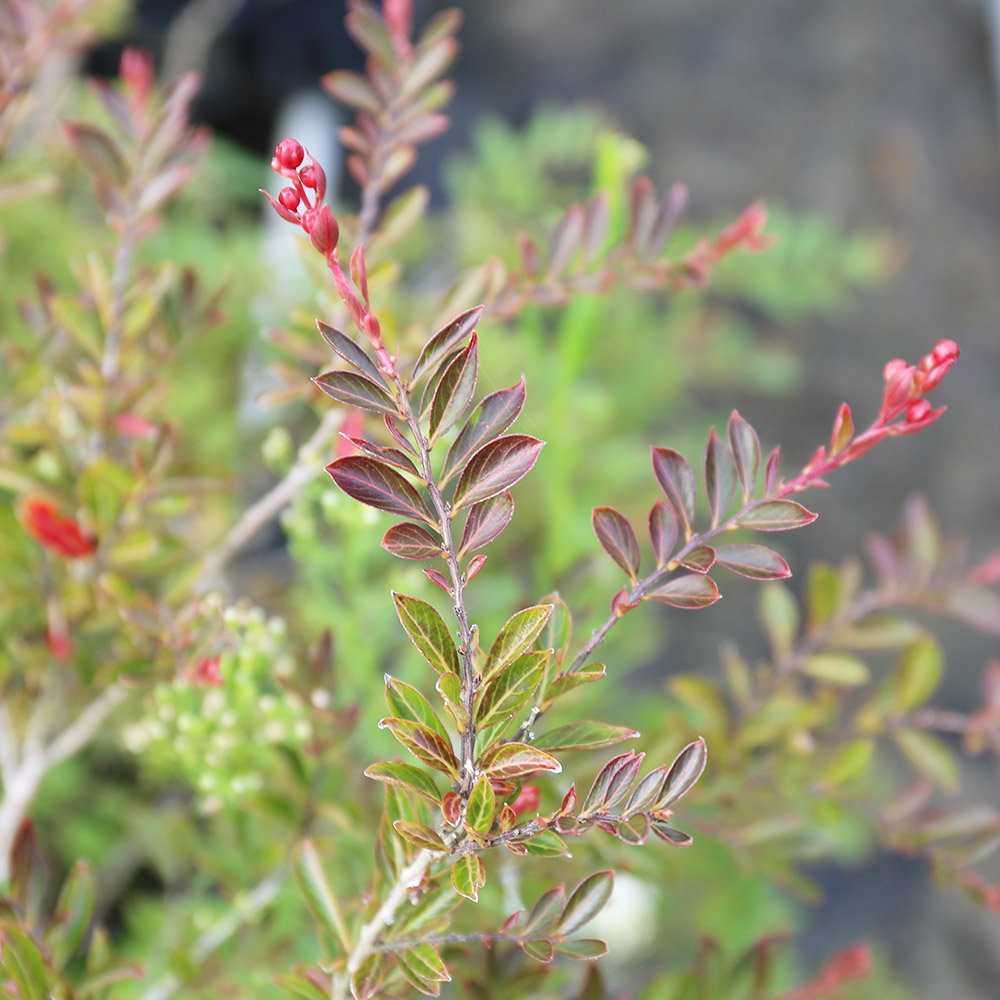 サルスベリ矮性 0.3m 15cmポット 5本 苗 サルスベリ矮性 商品情報