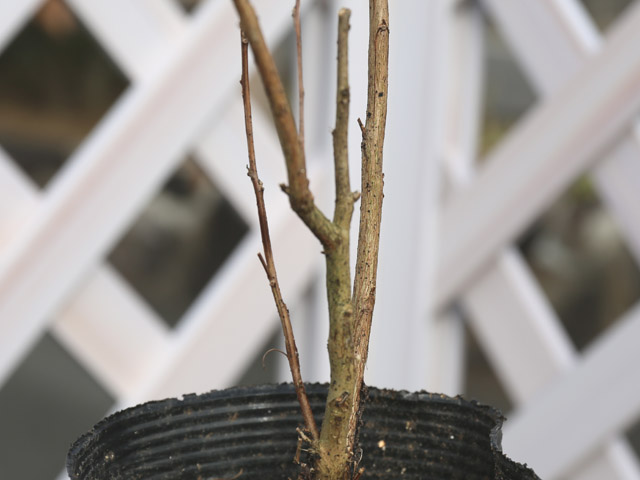 サルスベリ矮性 0.3m 15cmポット 5本 苗 サルスベリ矮性 0.3m 15cmポット 5本 苗