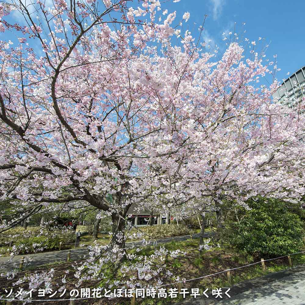 サクラ ジンダイアケボノ 2m 露地 2本 苗木 : トオヤマグリーン サクラ ジンダイアケボノ 2m 露地 2本 苗木 : トオヤマグリーン