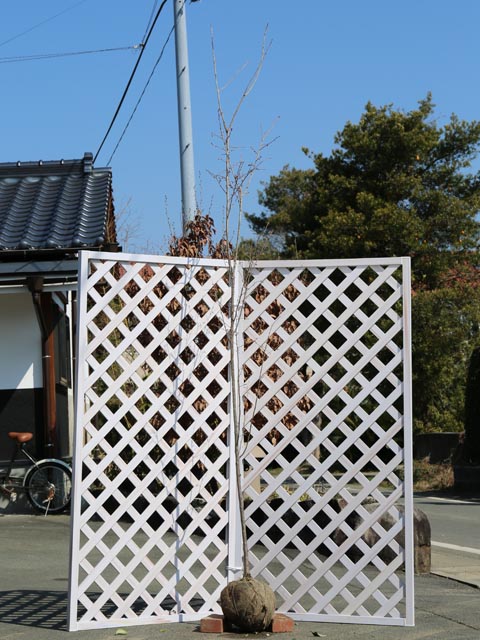 サクラ マメザクラ 2.5m 露地 苗木の画像