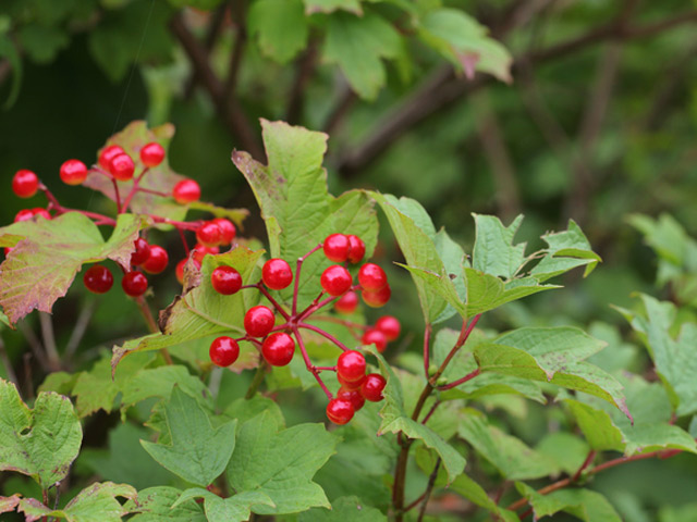 セイヨウカンボク 株立ち 2m 露地 苗木 セイヨウカンボク 株立ち 2m 露地 苗木