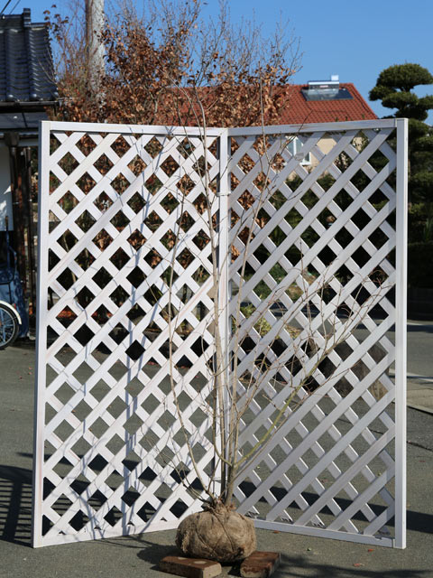 セイヨウカンボク 株立ち 2m 露地 苗木(16192円)