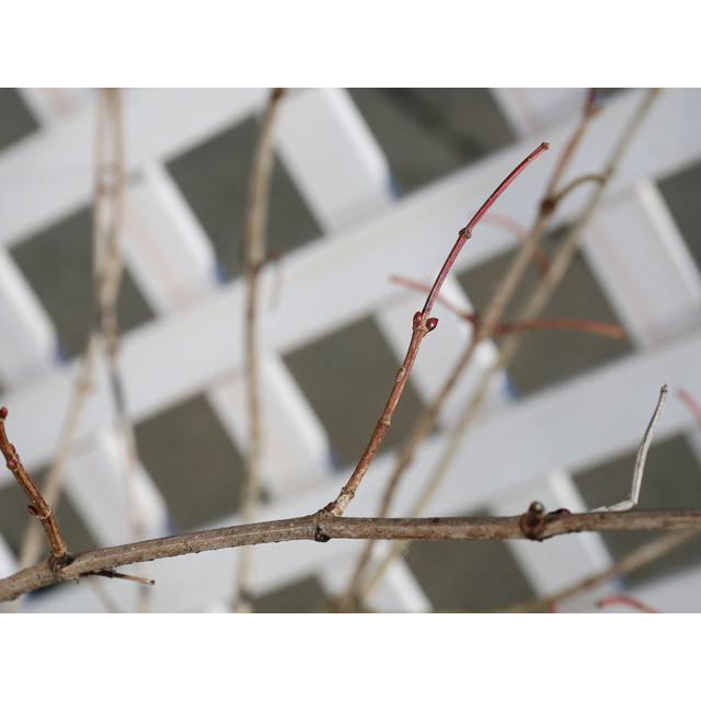 セイヨウカンボク 株立ち 2m 露地 苗木 セイヨウカンボク 株立ち 2m 露地 苗木