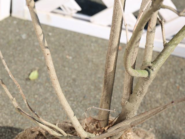 セイヨウカンボク 株立ち 2m 露地 苗木 セイヨウカンボク 商品情報