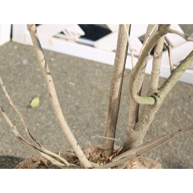 セイヨウカンボク 株立ち 2m 露地 苗木 セイヨウカンボク 株立ち 2m 露地 苗木