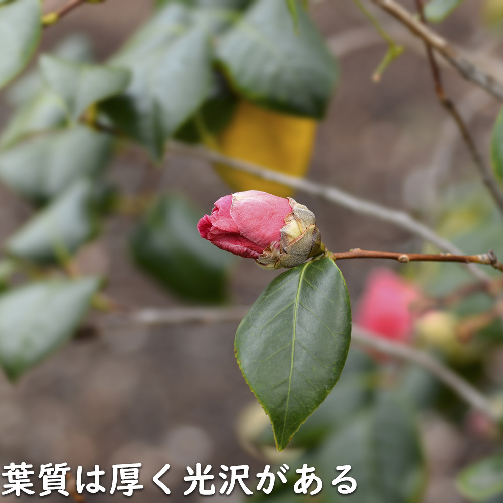 ツバキ ワビスケ 1m 露地 苗