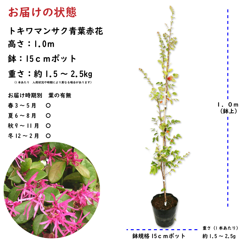 トキワマンサク（青葉赤花） 樹高0.8m前後 15cmポット （5本セット