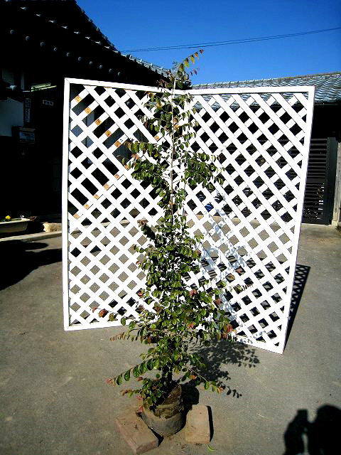 トキワマンサク青葉赤花 1.7m 露地 2本×2 苗木