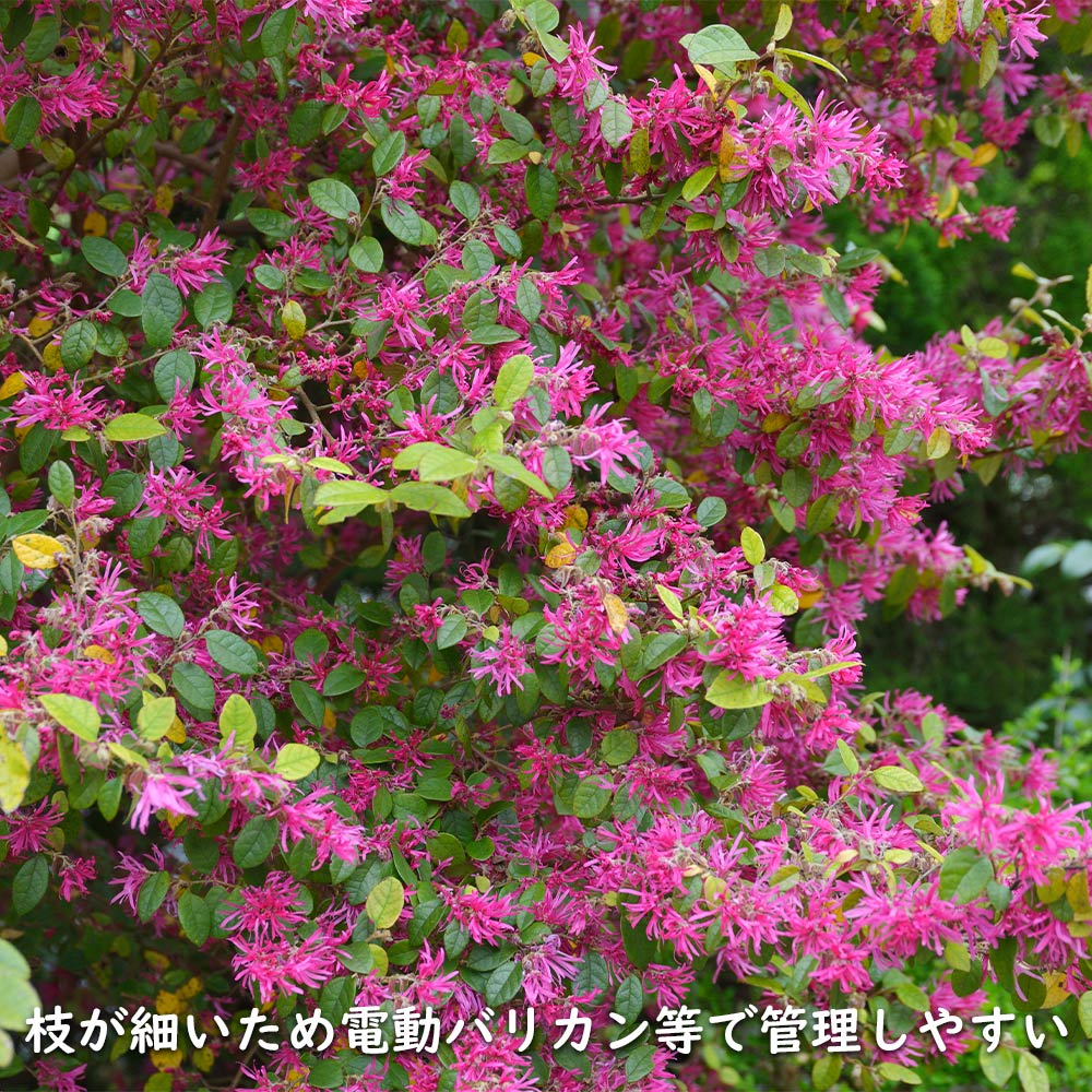トキワマンサク青葉赤花 1.5m 露地 2本 苗木 : 400415 : トオヤマ