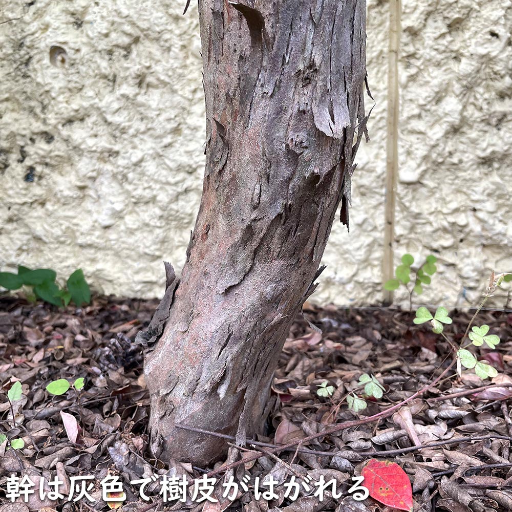 超人気高品質 トキワマンサク青葉赤花 0.6m 15cmポット 10本 苗 常緑樹