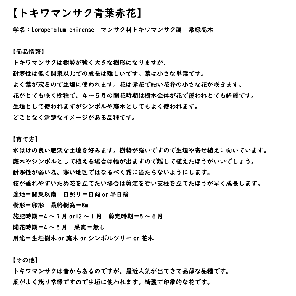 トキワマンサク青葉赤花 1m 15cmポット 苗 |  | 07
