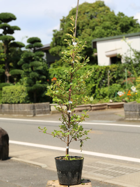 トキワマンサク青葉白花 0.6m 15cmポット 苗 : 400506 : トオヤマ