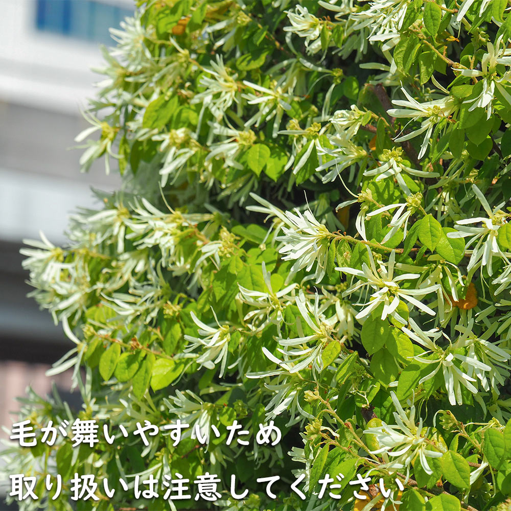 トキワマンサク青葉白花 0.7m 15cmポット 苗 常緑樹 | kewi.or.ke