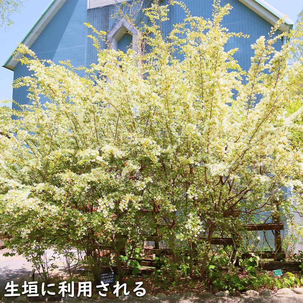 トキワマンサク青葉白花 0.7m 15cmポット 苗 - 通販 - www.minproff.cm