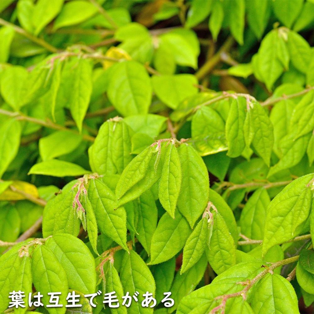 トキワマンサク青葉白花 0.7m 15cmポット 苗 - 通販 - www.minproff.cm