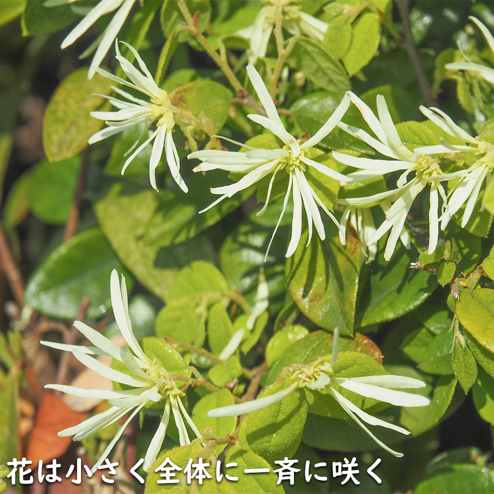 トキワマンサク青葉白花 1.7m 露地 2本 苗木 : 400517 : トオヤマ