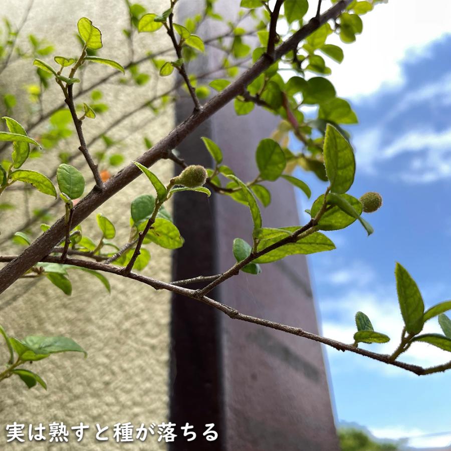 海外輸入】 オタフクナンテン 12ｃｍポット 5本セット グランドカバー カラーリーフ ナンテン 記念樹 常緑低木 葉を楽しむ木 鉢植え 