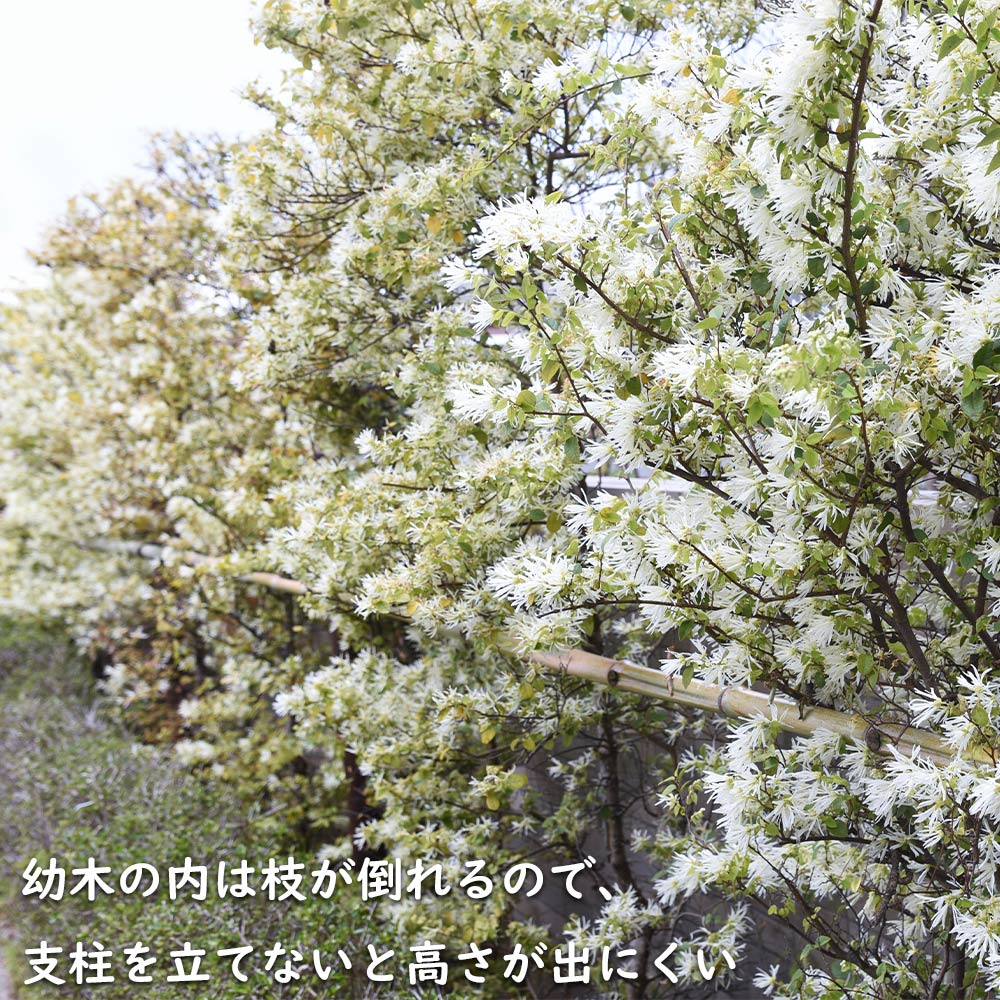 トキワマンサク青葉白花 1.5m 露地 2本×2 苗木 : 4005159 : トオヤマ