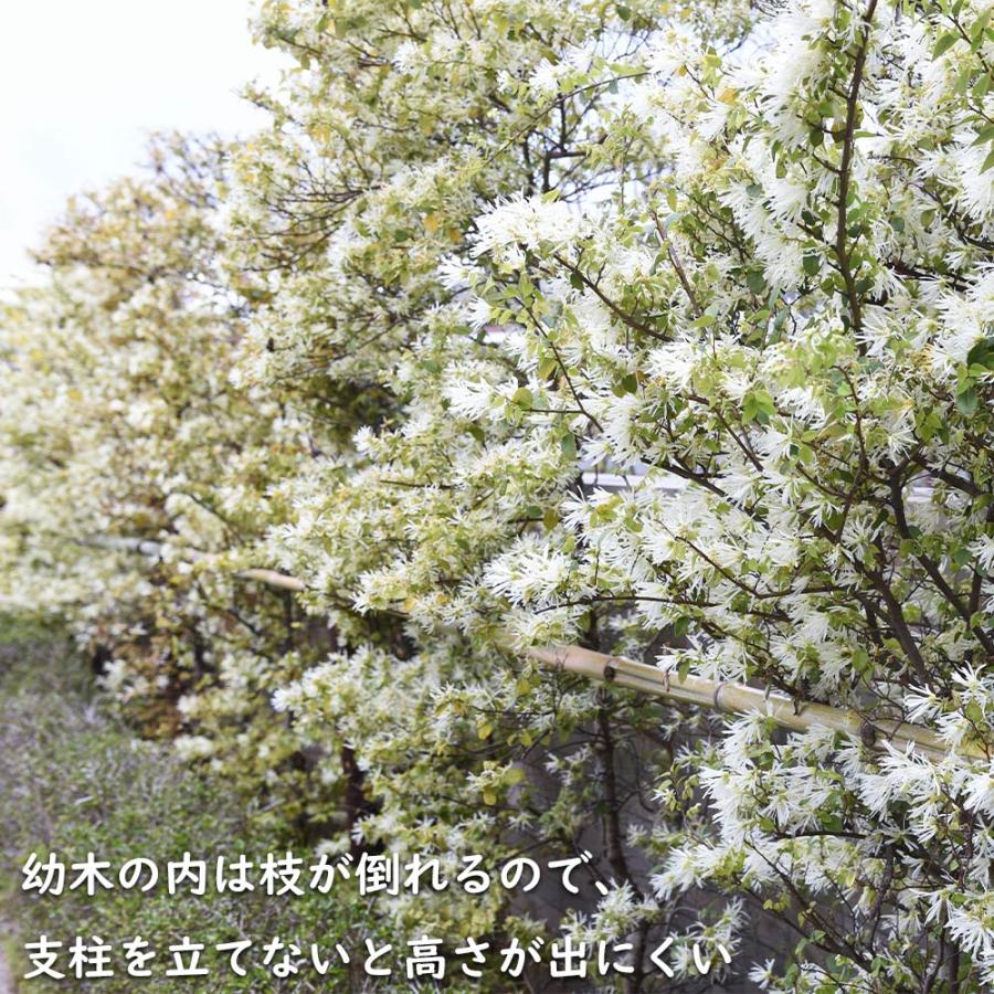 トキワマンサク青葉白花 1.2m 15cmポット 10本 苗｜green-netbox｜10