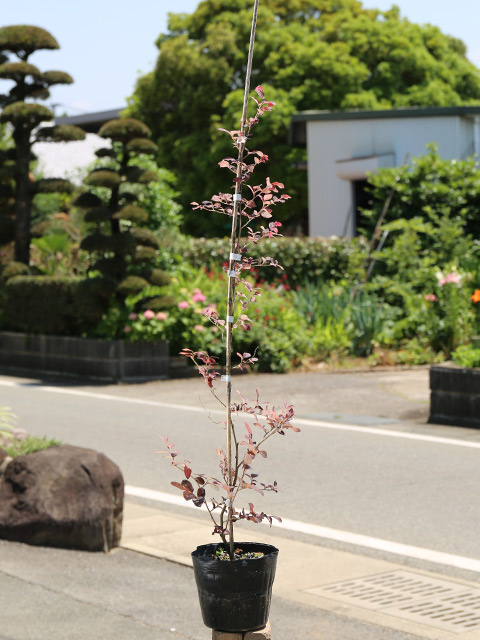 トキワマンサク赤葉赤花 0.8m 15cmポット 苗 - 通販 - www.minproff.cm