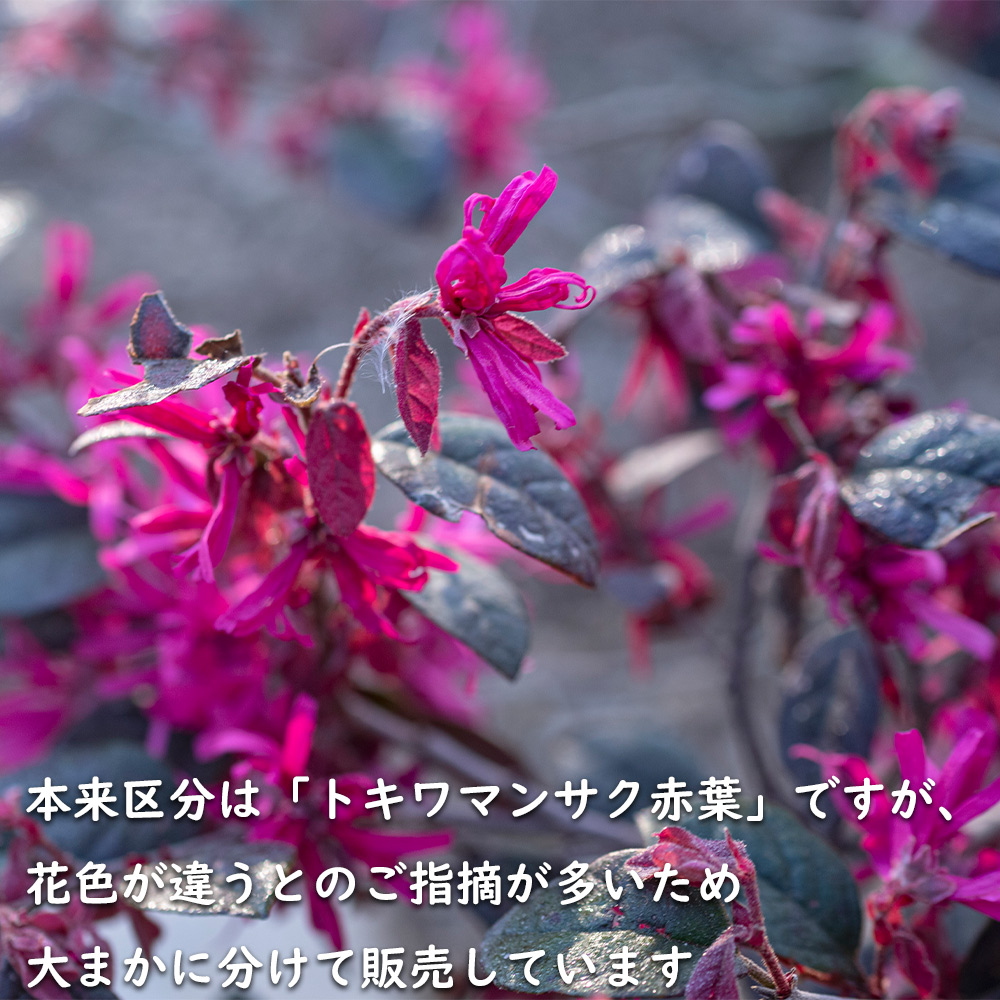 トキワマンサク赤葉赤花 0.8m 15cmポット 苗 - 通販 - www.minproff.cm