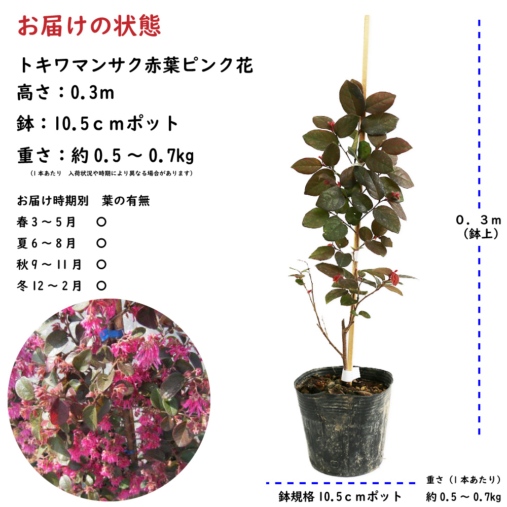 トキワマンサク赤葉ピンク花 0.3m 10.5cmポット 苗｜green-netbox｜02