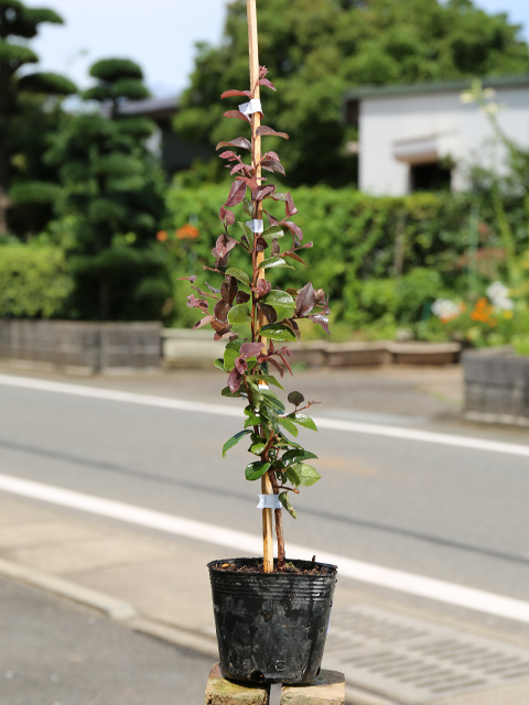 トキワマンサク赤葉ピンク花 0.3m 10.5cmポット 苗｜green-netbox｜02