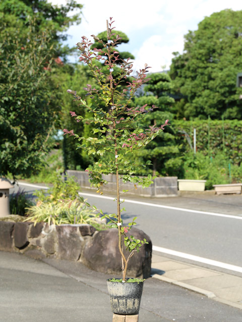 トキワマンサク赤葉赤花 0.8m 15cmポット 苗