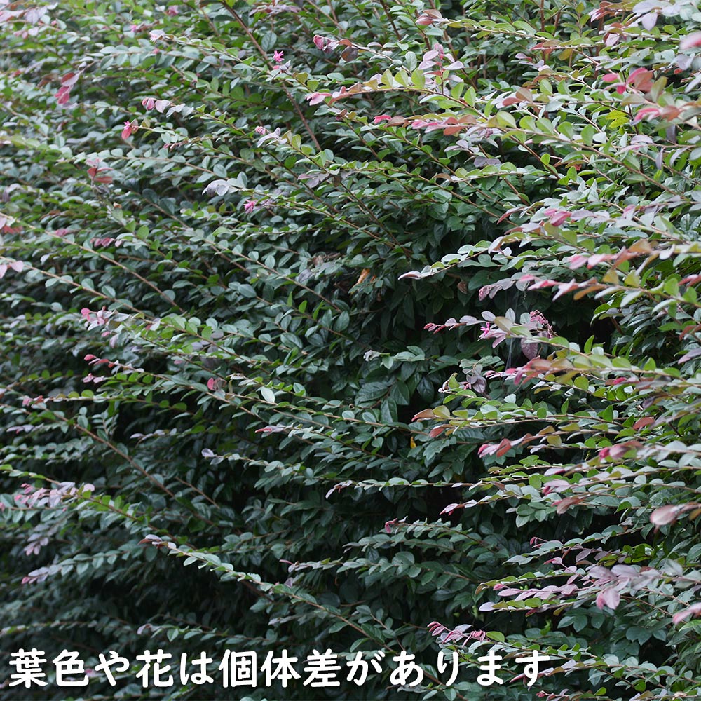 トキワマンサク赤葉ピンク花 0.3m 10.5cmポット 苗｜green-netbox｜12