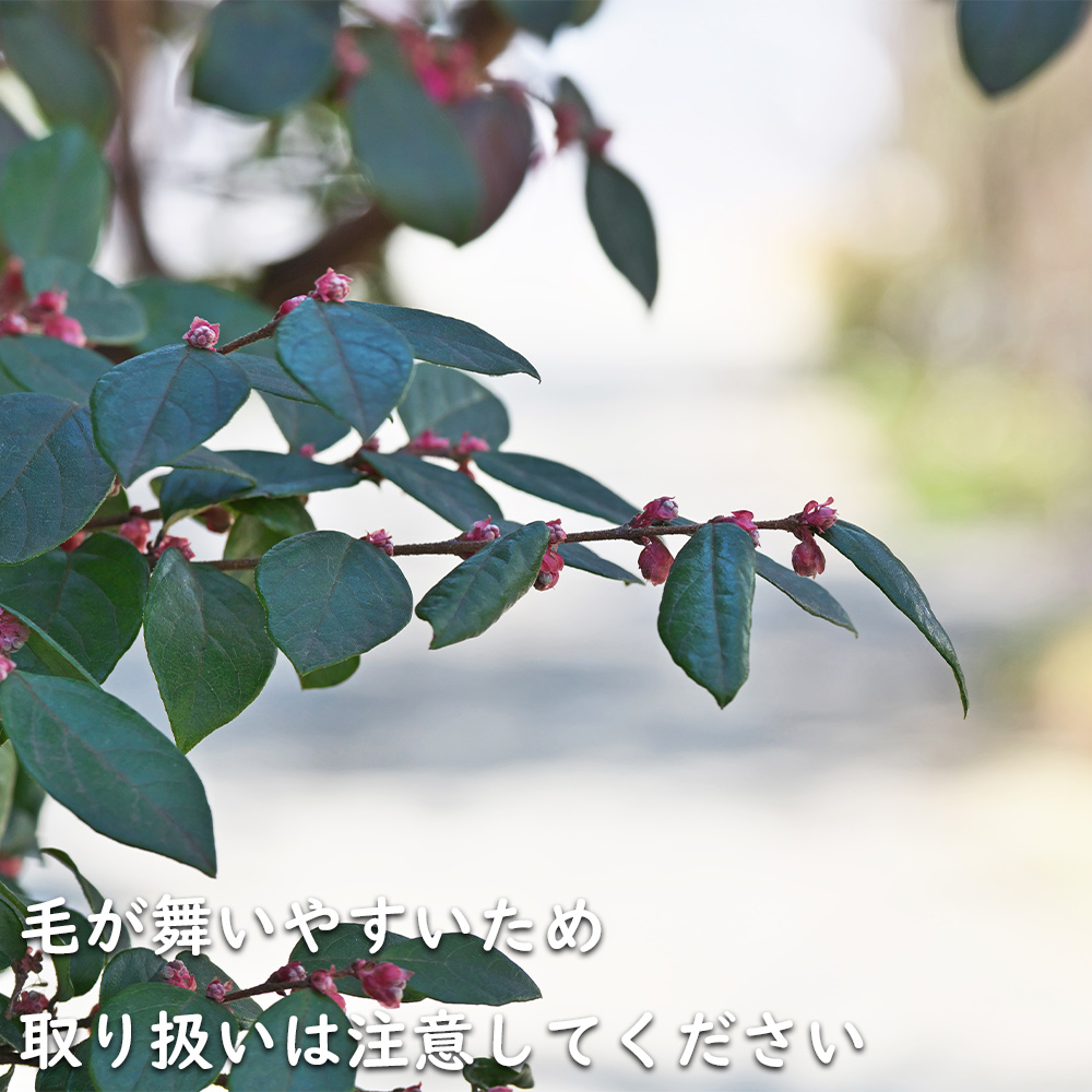 トキワマンサク赤葉ピンク花 0.3m 10.5cmポット 苗｜green-netbox｜13