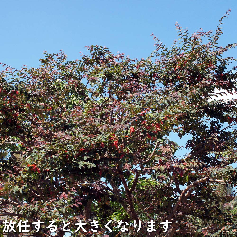 トキワマンサク赤葉ピンク花 0.3m 10.5cmポット 苗｜green-netbox｜15