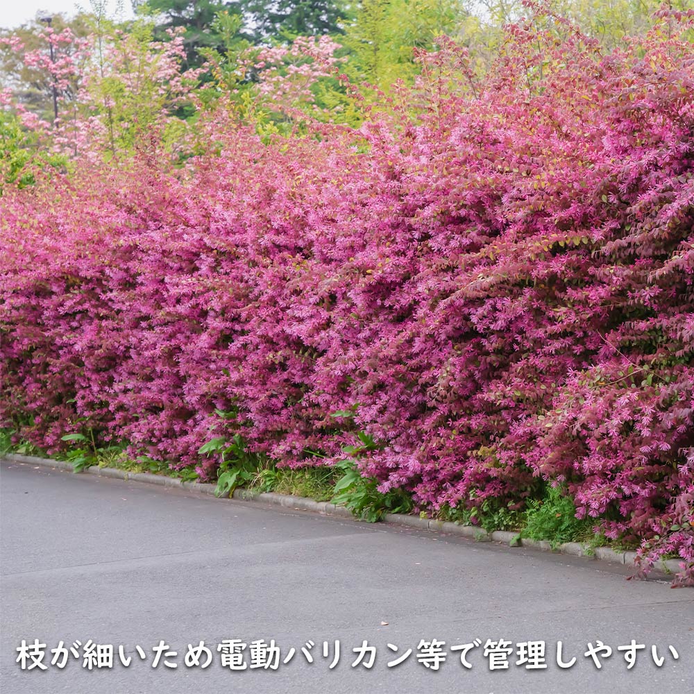 トキワマンサク赤葉 1m 15cmポット 苗 |  | 15