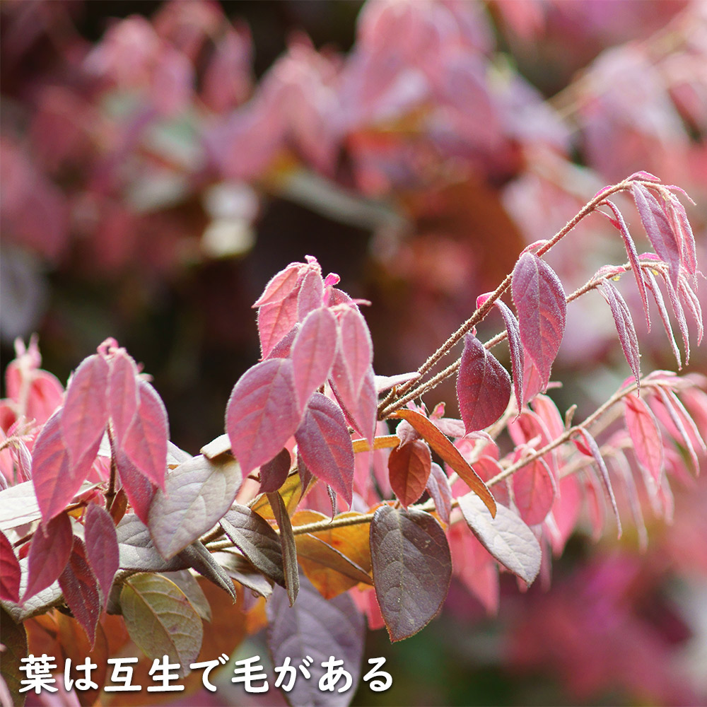 トキワマンサク赤葉ピンク花 0.8m 15cmポット 苗 : 400708 : トオヤマ 