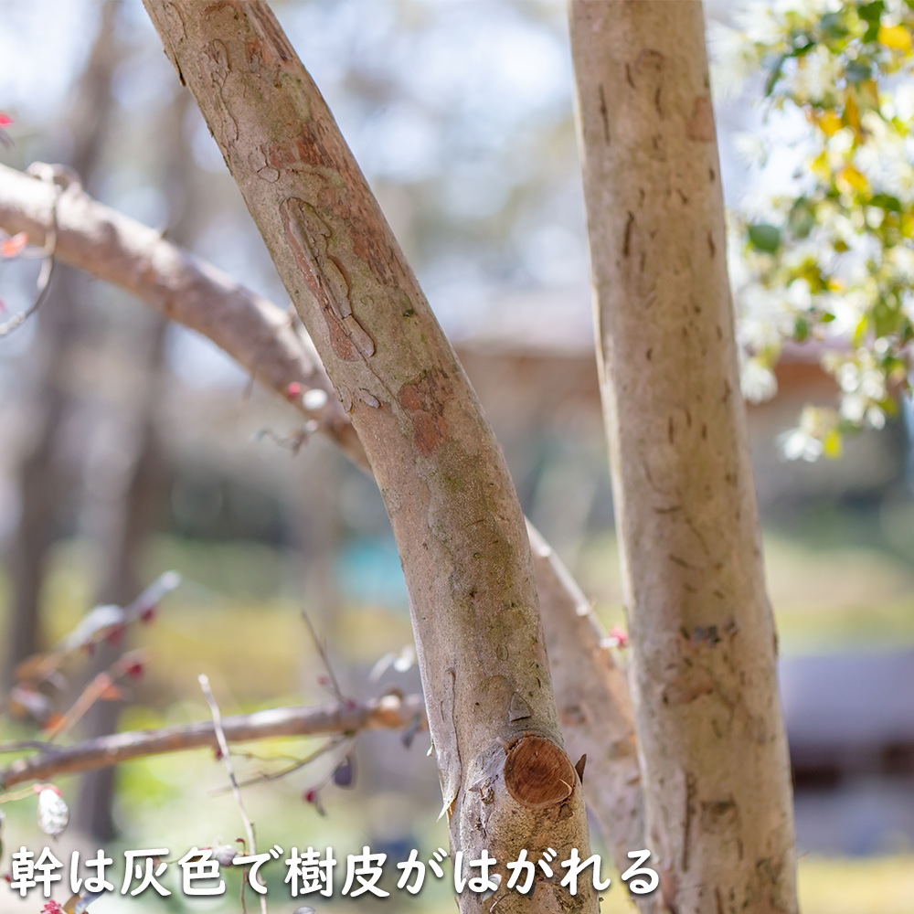 トキワマンサク赤葉ピンク花 0.3m 10.5cmポット 苗｜green-netbox｜05