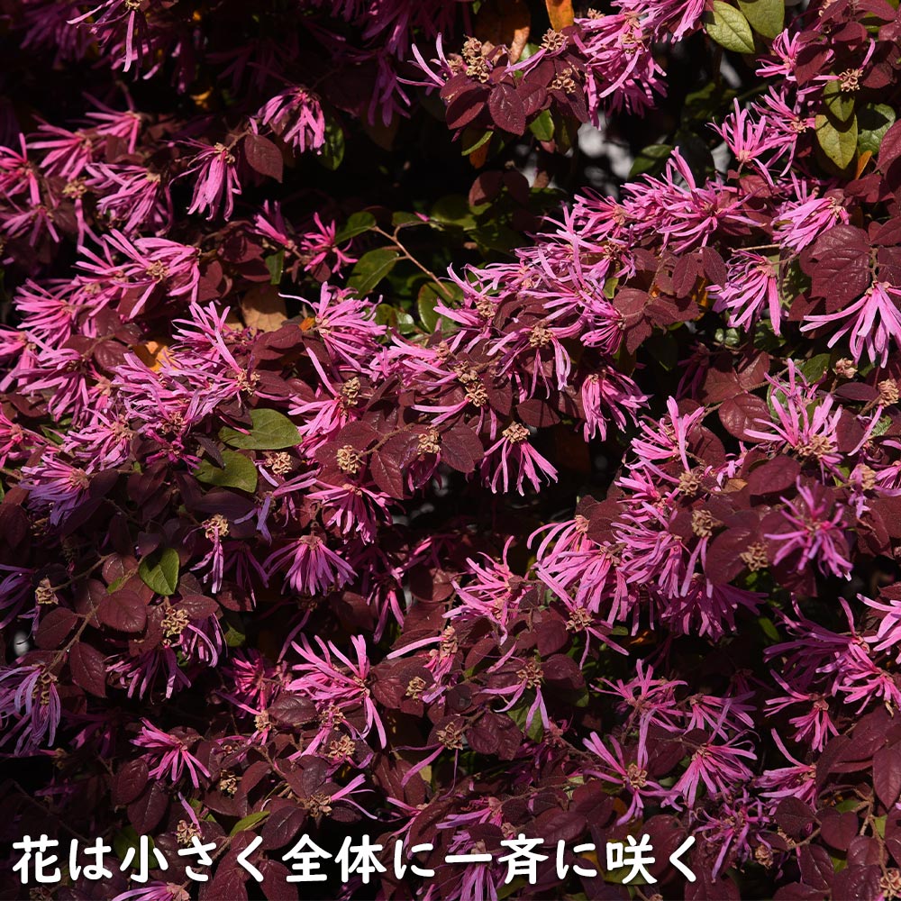 トキワマンサク赤葉ピンク花 0.3m 10.5cmポット 苗｜green-netbox｜06