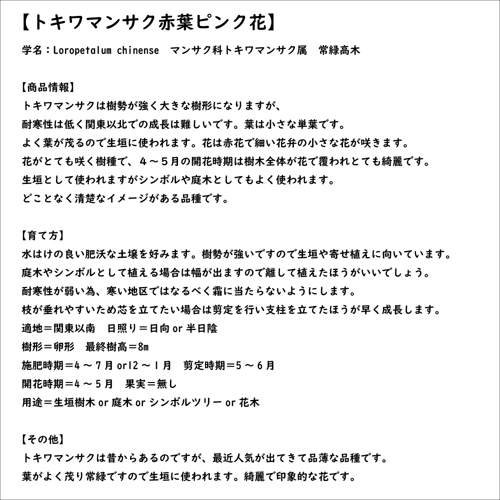 トキワマンサク赤葉ピンク花 0.3m 10.5cmポット 苗｜green-netbox｜08