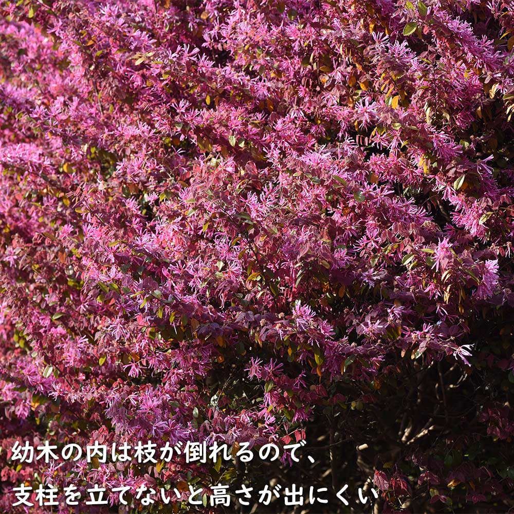 トキワマンサク赤葉ピンク花 2m 露地 2本 苗木