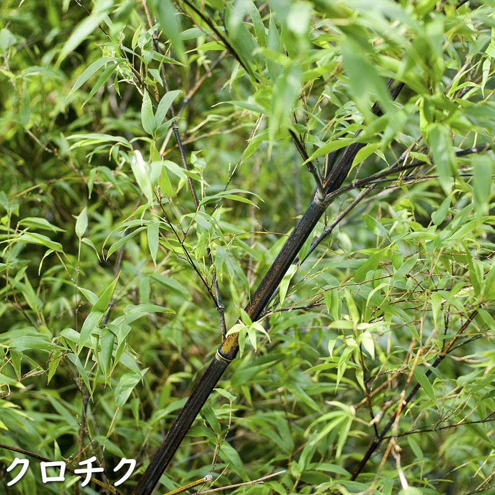 タケ クロチク 1.7m 露地 2本 苗木 : 401218 : トオヤマグリーン