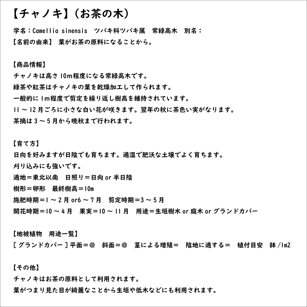 チャノキ 0.2m 10.5cmポット 苗｜green-netbox｜08