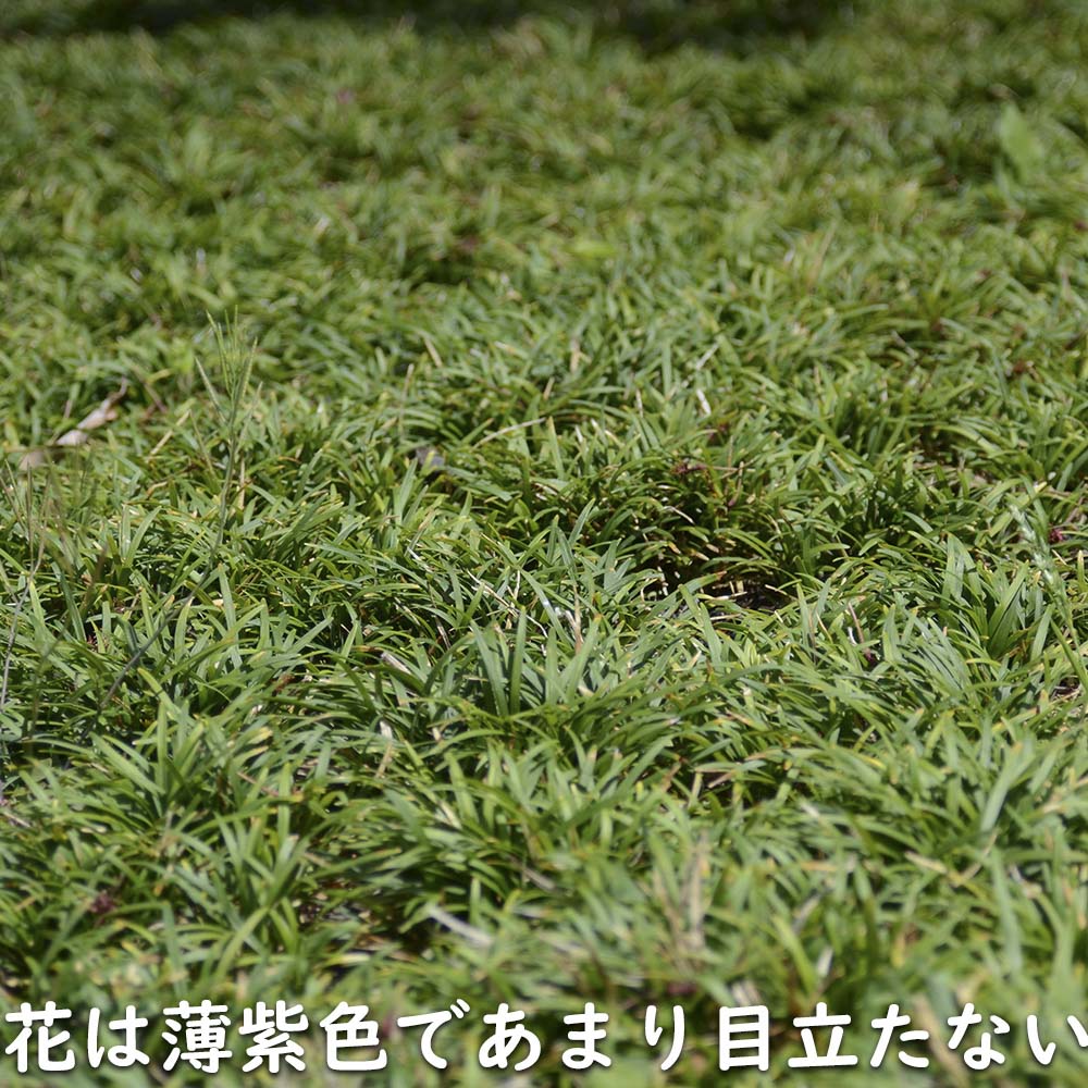 タマリュウ 7.5cmポット 苗の詳細画像5