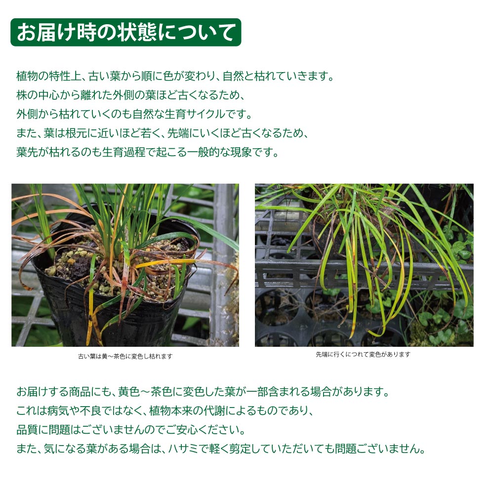 ヒメリュウ 7.5cmポット 苗の詳細画像5