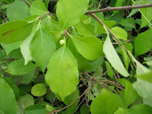 ツルウメモドキ 9.0cmポット 10個 苗